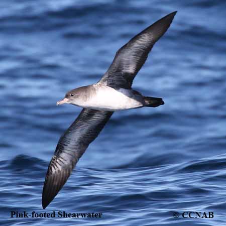 Birds of North America