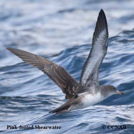 Birds of North America