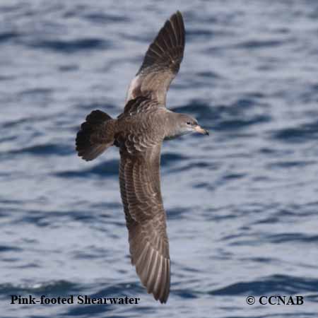 Birds of North America