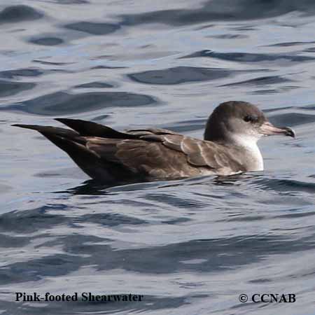 Pink-footed Shearwater