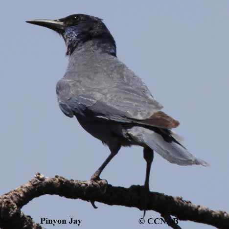 Birds of North America