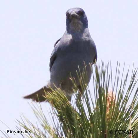 Birds of North America