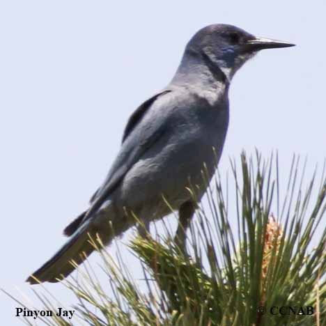 Birds of North America