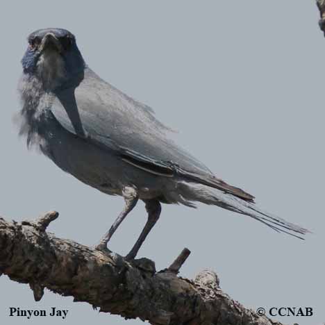 Birds of North America