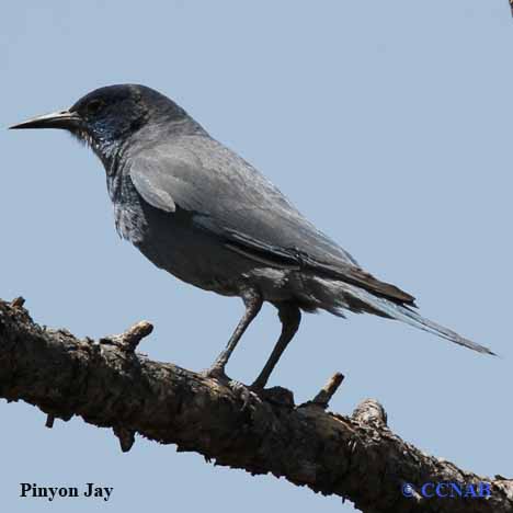 Birds of North America