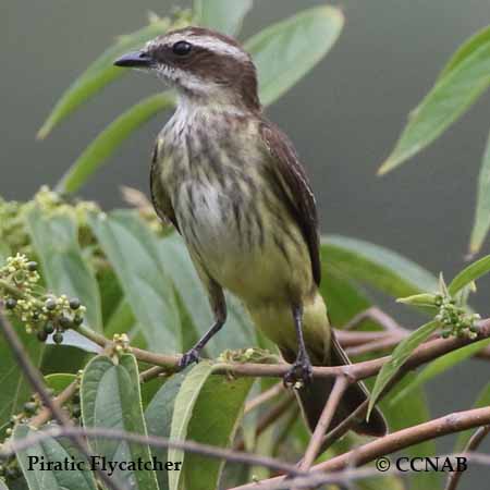 Birds of North America