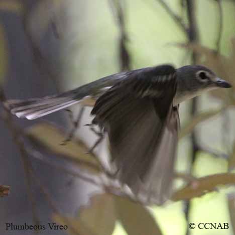 Birds of North America