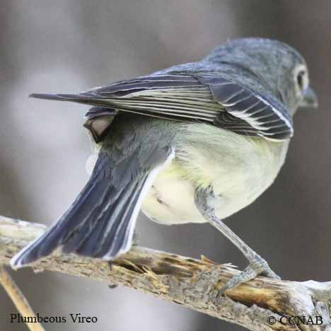 Birds of North America