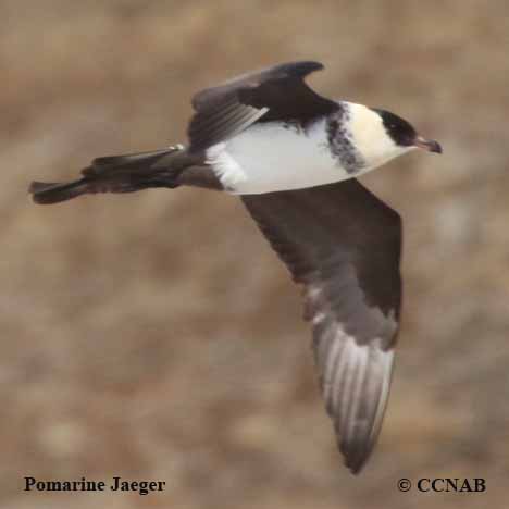 Pomarine Jaeger