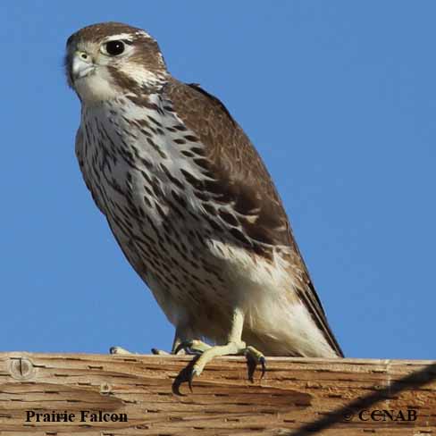 Birds of North America