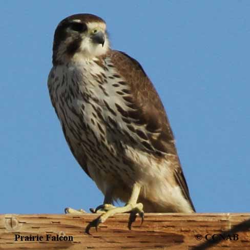 Birds of North America