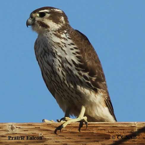 Birds of North America