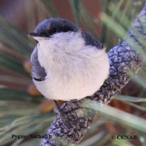 North American Nuthatches