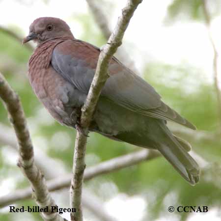 Birds of North America