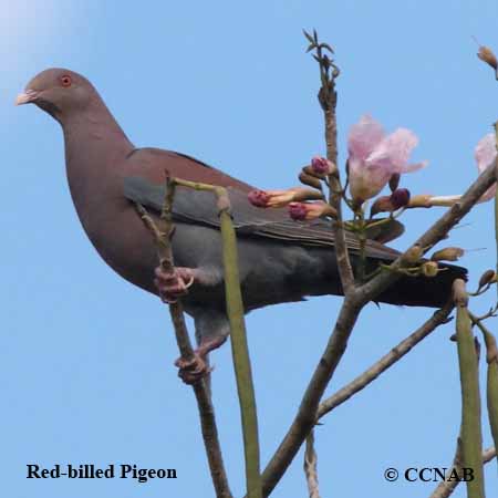 Birds of North America