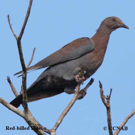 Birds of North America