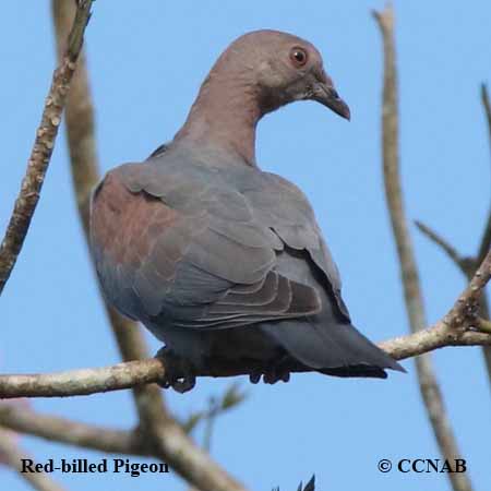 Birds of North America