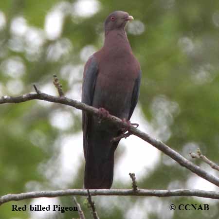 Birds of North America