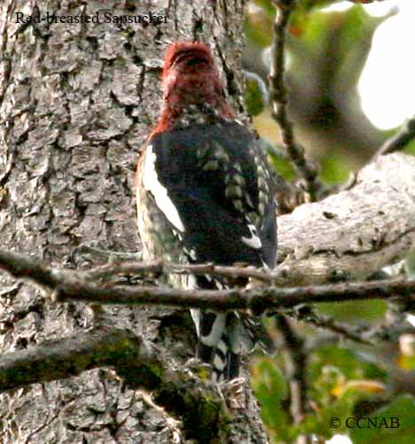 Birds of North America