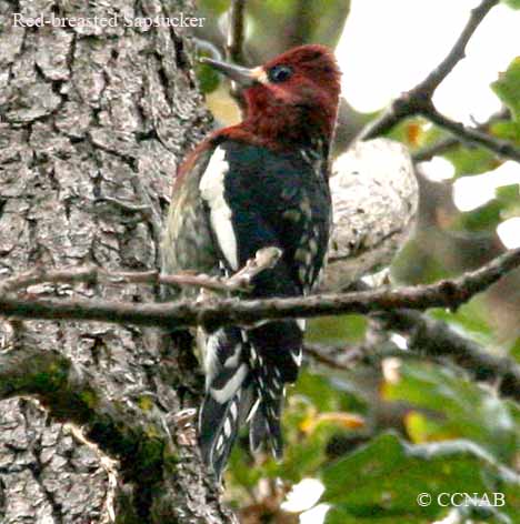 Birds of North America