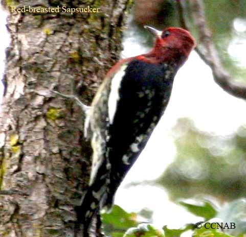 Birds of North America