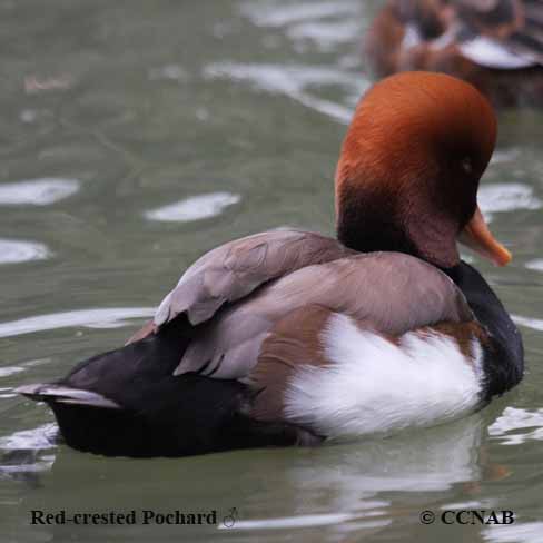 Red-crested Pochard