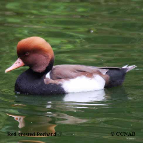 Birds of North America