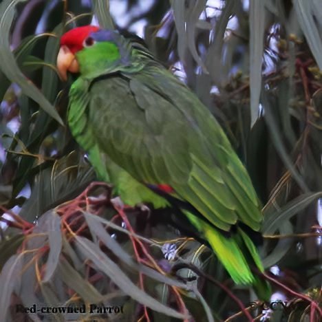 Red-crowned Parrot