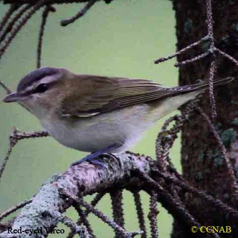 Birds of North America