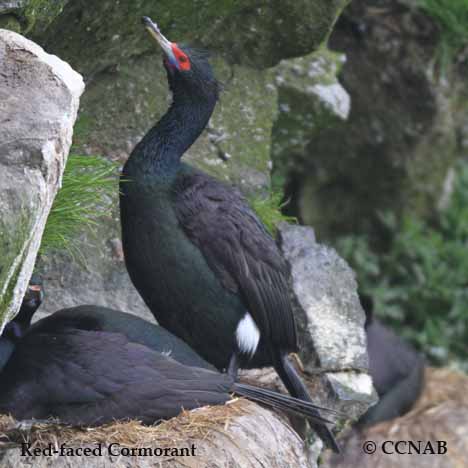 Birds of North America