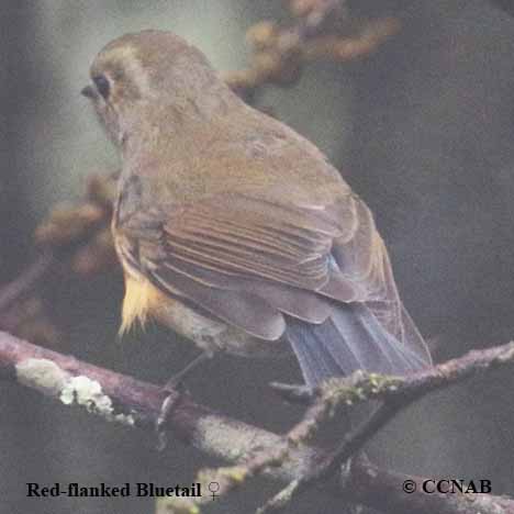 Birds of North America