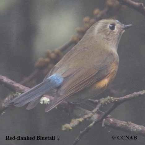 Birds of North America