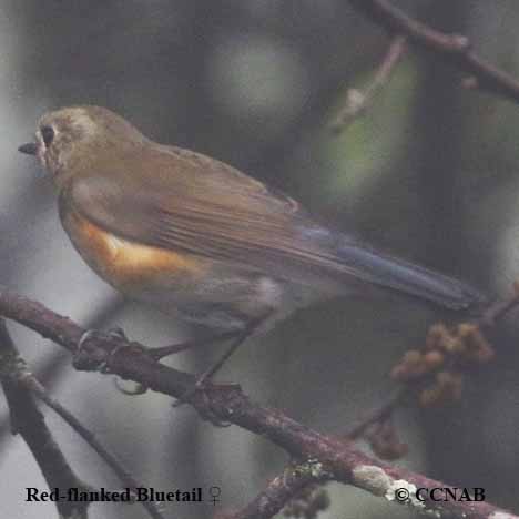 Birds of North America