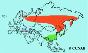 Red-flanked Bluetail - Species Range Map