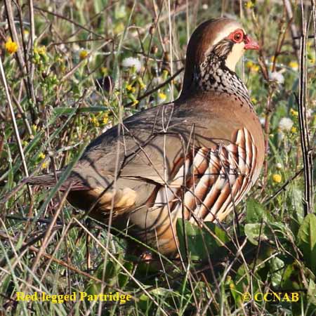 Red-legged Partridge