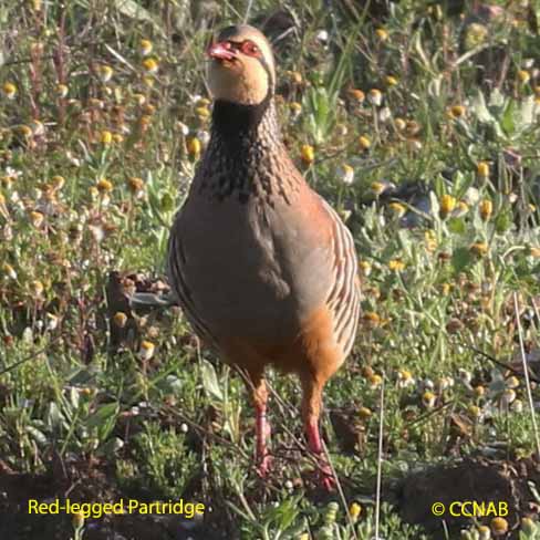 Red-legged Partridge