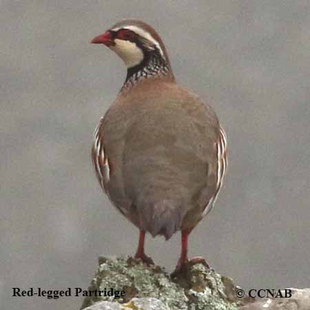 Red-legged Partridge