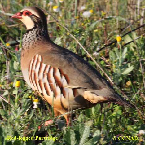 Red-legged Partridge