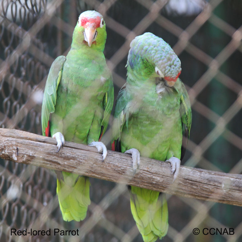 Red-lored Parrot