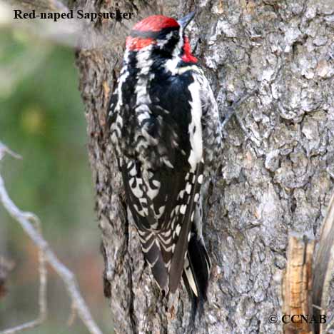 Birds of North America