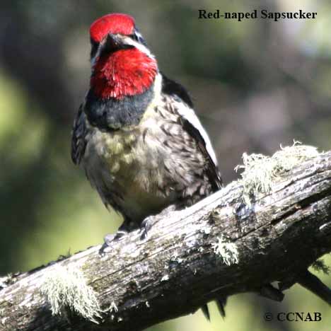 Birds of North America