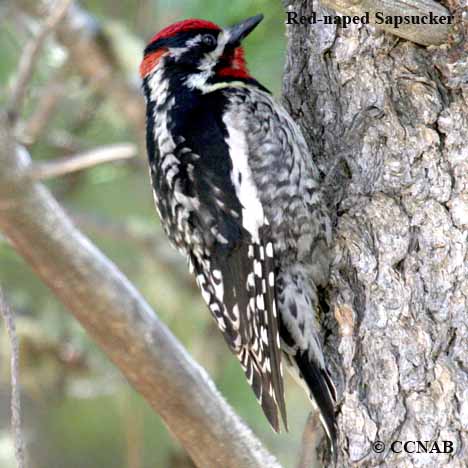 Birds of North America