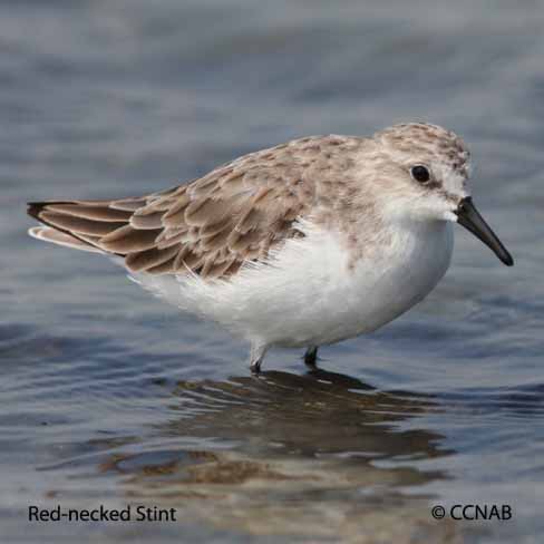 Red-necked Stint