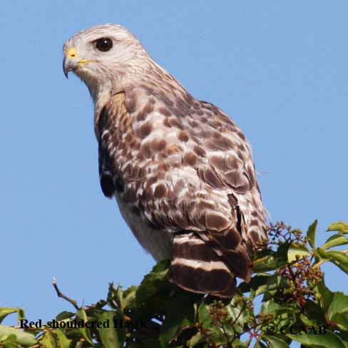 Birds of North America