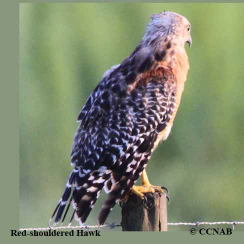 Birds of North America