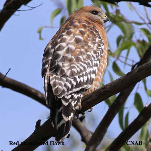 North American Hawks