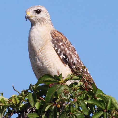 Birds of North America