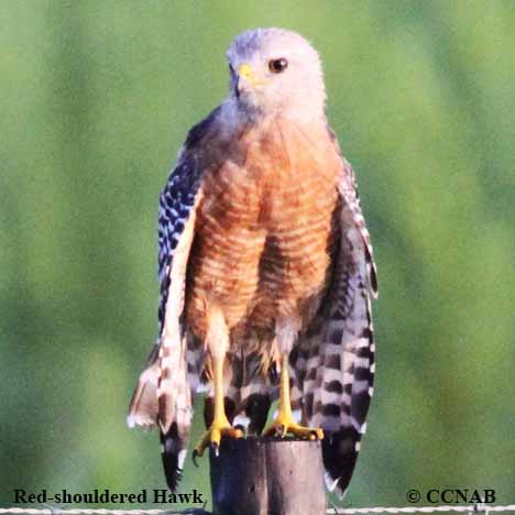 Birds of North America