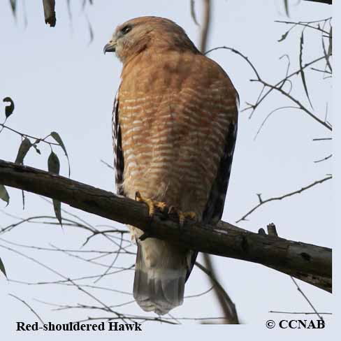 Birds of North America