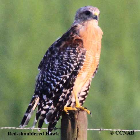 Birds of North America